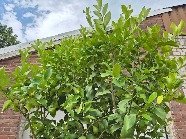 Citroenboom - citrus limon - vrucht- / fruitboom - hoogte ca. 250 cm - afbeelding 2 van  7