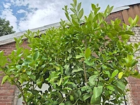 Citroenboom - citrus limon - vrucht- / fruitboom - hoogte ca. 250 cm - afbeelding 2 van  7