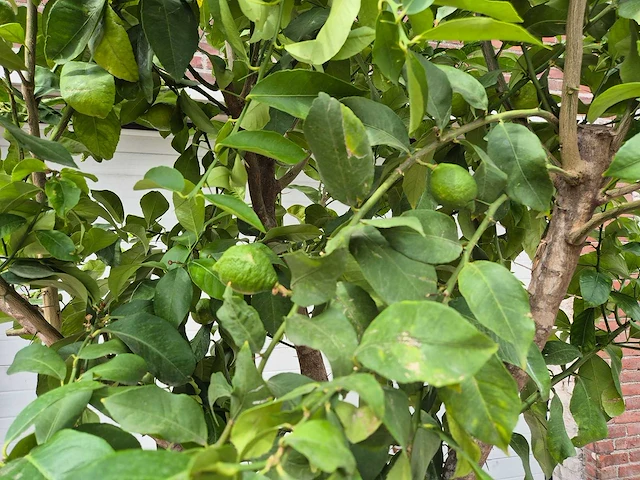 Citroenboom - citrus limon - vrucht- / fruitboom - hoogte ca. 250 cm - afbeelding 3 van  7