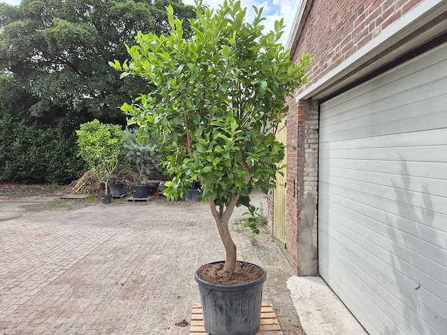 Citroenboom - citrus limon - vrucht- / fruitboom - hoogte ca. 250 cm - afbeelding 4 van  7