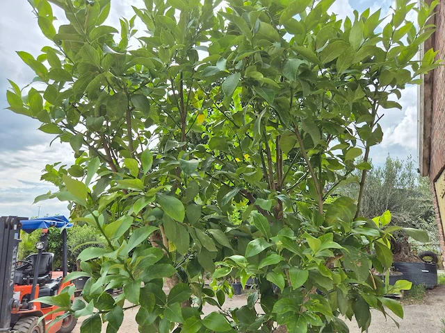 Citroenboom - citrus limon - vrucht- / fruitboom - hoogte ca. 250 cm - afbeelding 5 van  7