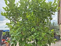 Citroenboom - citrus limon - vrucht- / fruitboom - hoogte ca. 250 cm - afbeelding 5 van  7