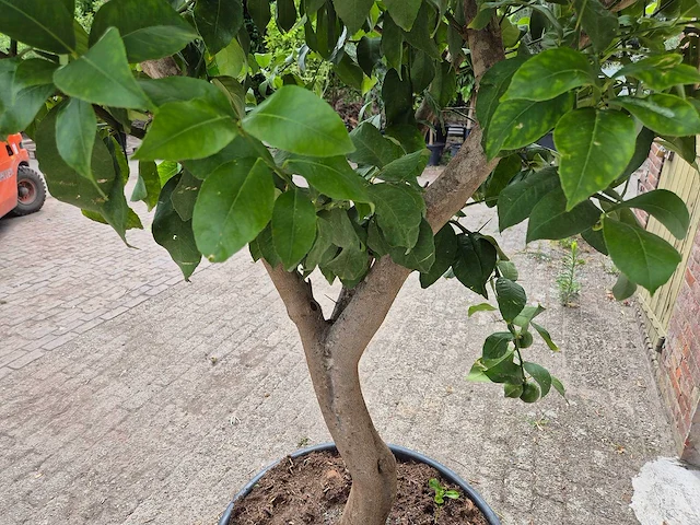 Citroenboom - citrus limon - vrucht- / fruitboom - hoogte ca. 250 cm - afbeelding 6 van  7