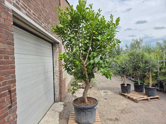 Citroenboom - citrus limon - vrucht- / fruitboom - hoogte ca. 250 cm - afbeelding 7 van  7