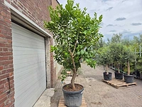 Citroenboom - citrus limon - vrucht- / fruitboom - hoogte ca. 250 cm - afbeelding 7 van  7