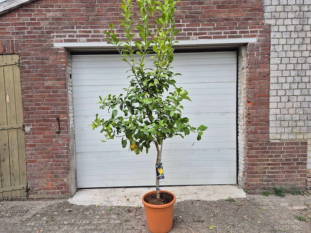 Citroenboom - citrus limon - vrucht- / fruitboom - hoogte ca. 250 cm - afbeelding 1 van  3