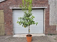 Citroenboom - citrus limon - vrucht- / fruitboom - hoogte ca. 250 cm - afbeelding 1 van  3