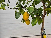 Citroenboom - citrus limon - vrucht- / fruitboom - hoogte ca. 250 cm - afbeelding 2 van  3
