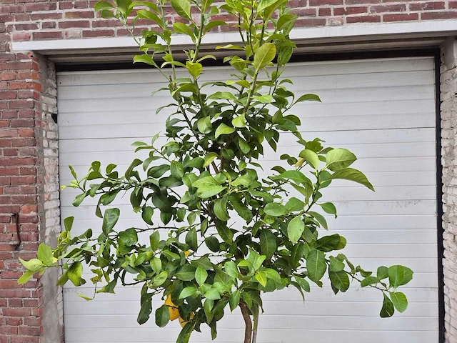 Citroenboom - citrus limon - vrucht- / fruitboom - hoogte ca. 250 cm - afbeelding 3 van  3