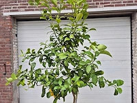 Citroenboom - citrus limon - vrucht- / fruitboom - hoogte ca. 250 cm - afbeelding 3 van  3