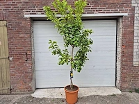 Citroenboom - citrus limon - vrucht- / fruitboom - hoogte ca. 250 cm - afbeelding 1 van  3