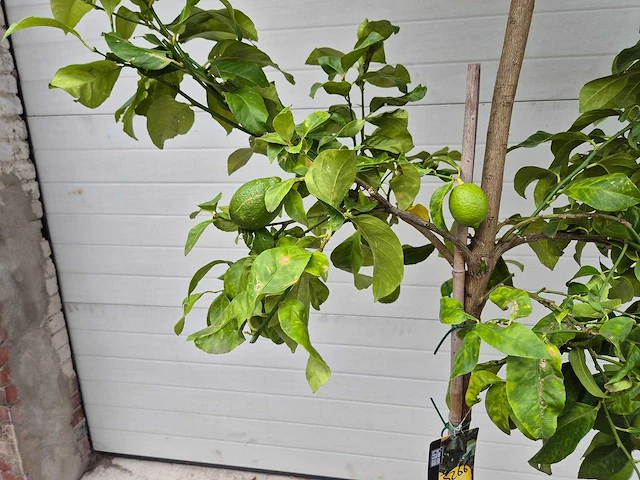 Citroenboom - citrus limon - vrucht- / fruitboom - hoogte ca. 250 cm - afbeelding 2 van  3