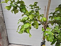 Citroenboom - citrus limon - vrucht- / fruitboom - hoogte ca. 250 cm - afbeelding 2 van  3