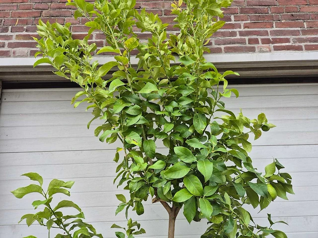 Citroenboom - citrus limon - vrucht- / fruitboom - hoogte ca. 250 cm - afbeelding 3 van  3