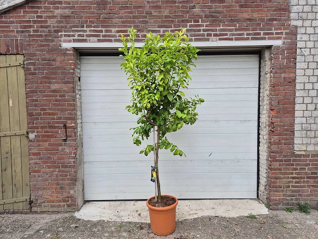 Citroenboom - citrus limon - vrucht- / fruitboom - hoogte ca. 250 cm - afbeelding 1 van  3
