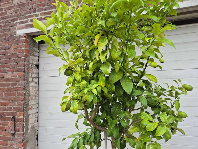 Citroenboom - citrus limon - vrucht- / fruitboom - hoogte ca. 250 cm - afbeelding 2 van  3