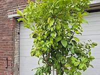 Citroenboom - citrus limon - vrucht- / fruitboom - hoogte ca. 250 cm - afbeelding 2 van  3