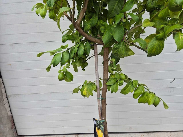 Citroenboom - citrus limon - vrucht- / fruitboom - hoogte ca. 250 cm - afbeelding 3 van  3