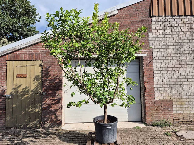Citroenboom - citrus limon - vrucht- / fruitboom - hoogte ca. 250 cm - afbeelding 1 van  7