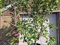 Citroenboom - citrus limon - vrucht- / fruitboom - hoogte ca. 250 cm - afbeelding 2 van  7