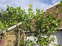 Citroenboom - citrus limon - vrucht- / fruitboom - hoogte ca. 250 cm - afbeelding 3 van  7