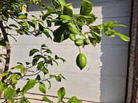 Citroenboom - citrus limon - vrucht- / fruitboom - hoogte ca. 250 cm - afbeelding 4 van  7