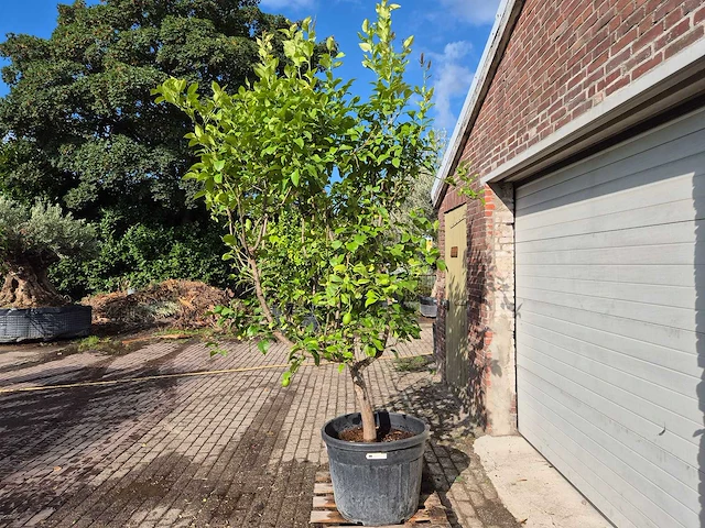 Citroenboom - citrus limon - vrucht- / fruitboom - hoogte ca. 250 cm - afbeelding 5 van  7