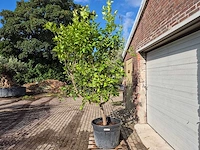 Citroenboom - citrus limon - vrucht- / fruitboom - hoogte ca. 250 cm - afbeelding 5 van  7