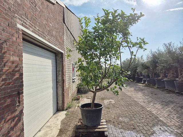 Citroenboom - citrus limon - vrucht- / fruitboom - hoogte ca. 250 cm - afbeelding 6 van  7