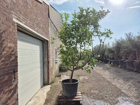 Citroenboom - citrus limon - vrucht- / fruitboom - hoogte ca. 250 cm - afbeelding 6 van  7