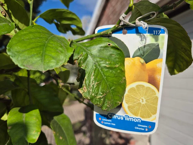 Citroenboom - citrus limon - vrucht- / fruitboom - hoogte ca. 250 cm - afbeelding 7 van  7