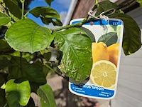 Citroenboom - citrus limon - vrucht- / fruitboom - hoogte ca. 250 cm - afbeelding 7 van  7