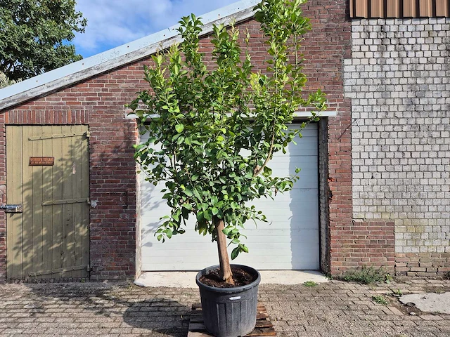 Citroenboom - citrus limon - vrucht- / fruitboom - hoogte ca. 250 cm - afbeelding 1 van  7
