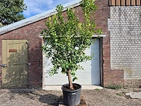 Citroenboom - citrus limon - vrucht- / fruitboom - hoogte ca. 250 cm - afbeelding 1 van  7