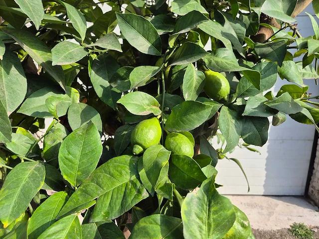 Citroenboom - citrus limon - vrucht- / fruitboom - hoogte ca. 250 cm - afbeelding 2 van  7