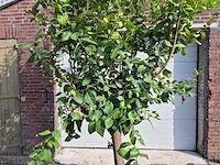 Citroenboom - citrus limon - vrucht- / fruitboom - hoogte ca. 250 cm - afbeelding 3 van  7