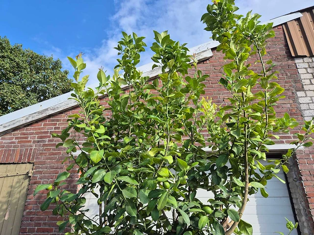 Citroenboom - citrus limon - vrucht- / fruitboom - hoogte ca. 250 cm - afbeelding 4 van  7