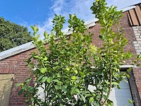 Citroenboom - citrus limon - vrucht- / fruitboom - hoogte ca. 250 cm - afbeelding 4 van  7