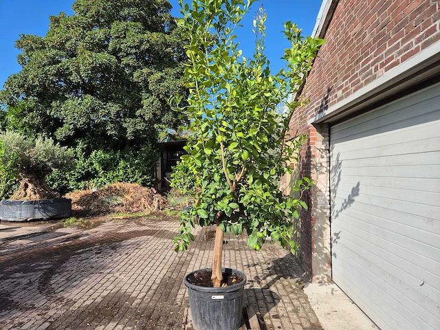 Citroenboom - citrus limon - vrucht- / fruitboom - hoogte ca. 250 cm - afbeelding 5 van  7