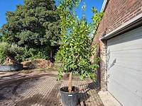 Citroenboom - citrus limon - vrucht- / fruitboom - hoogte ca. 250 cm - afbeelding 5 van  7