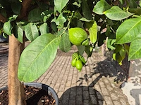 Citroenboom - citrus limon - vrucht- / fruitboom - hoogte ca. 250 cm - afbeelding 6 van  7