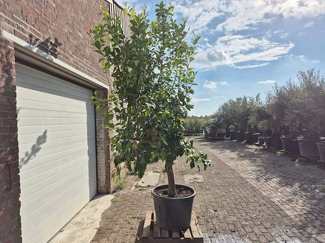 Citroenboom - citrus limon - vrucht- / fruitboom - hoogte ca. 250 cm - afbeelding 7 van  7