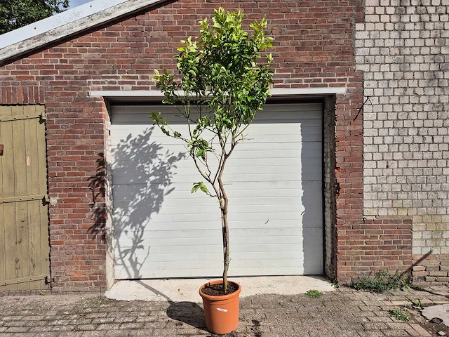 Citroenboom - citrus limon - vrucht- / fruitboom - hoogte ca. 250 cm - afbeelding 1 van  2