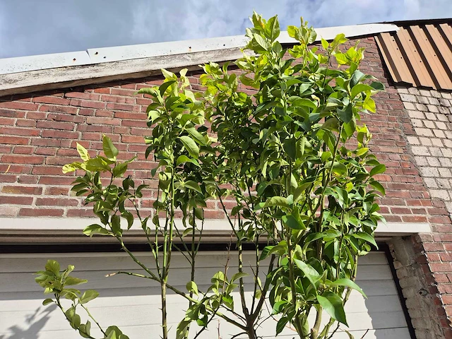 Citroenboom - citrus limon - vrucht- / fruitboom - hoogte ca. 250 cm - afbeelding 2 van  2