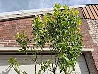 Citroenboom - citrus limon - vrucht- / fruitboom - hoogte ca. 250 cm - afbeelding 2 van  2