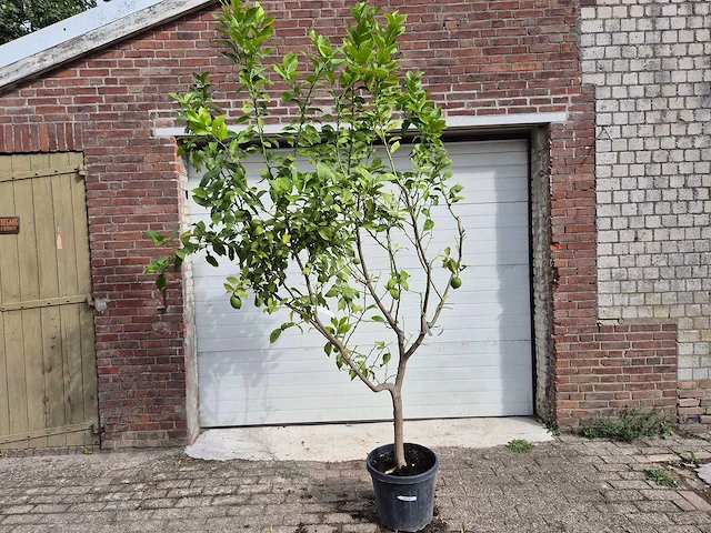 Citroenboom - citrus limon - vrucht- / fruitboom - hoogte ca. 250 cm - afbeelding 1 van  3