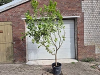 Citroenboom - citrus limon - vrucht- / fruitboom - hoogte ca. 250 cm - afbeelding 1 van  3