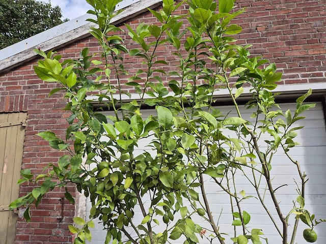 Citroenboom - citrus limon - vrucht- / fruitboom - hoogte ca. 250 cm - afbeelding 2 van  3