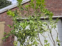 Citroenboom - citrus limon - vrucht- / fruitboom - hoogte ca. 250 cm - afbeelding 2 van  3