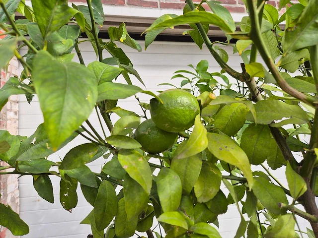 Citroenboom - citrus limon - vrucht- / fruitboom - hoogte ca. 250 cm - afbeelding 3 van  3